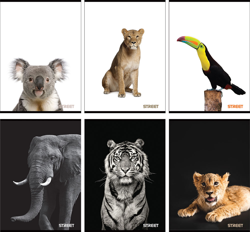 234111-EC Bilježnica A4/K Street SAFARI 54l  65881 P10/60 NETTO